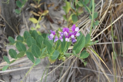 Beach sweatpea - Nicole Melanson